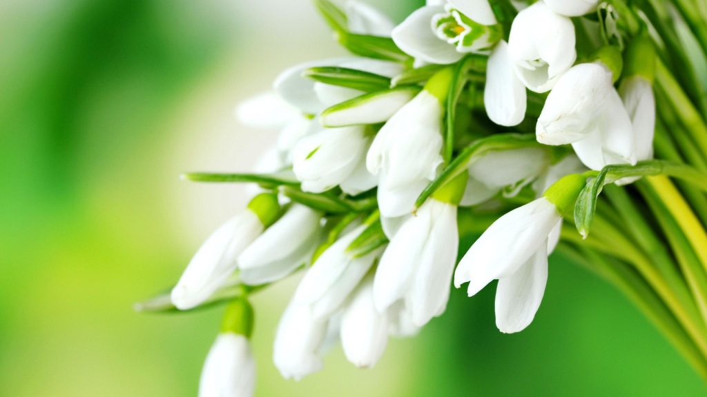 С Международным женским днем!